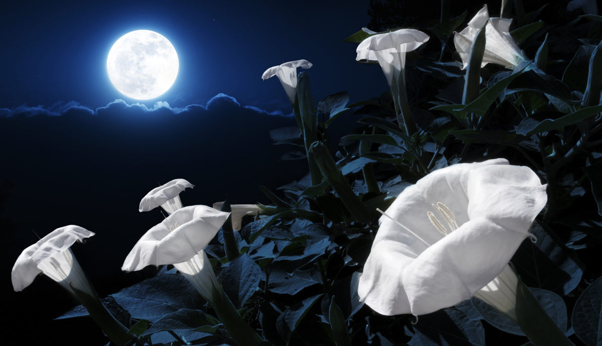 Dark Hearts & Pale Moonlight:A Moon Garden Primer